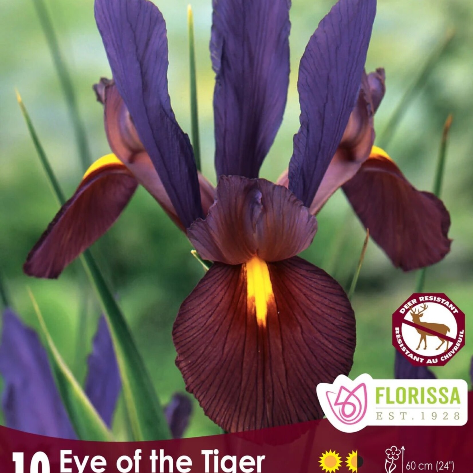 Van Noort Iris - Dutch Eye of the Tiger 10/Pkg