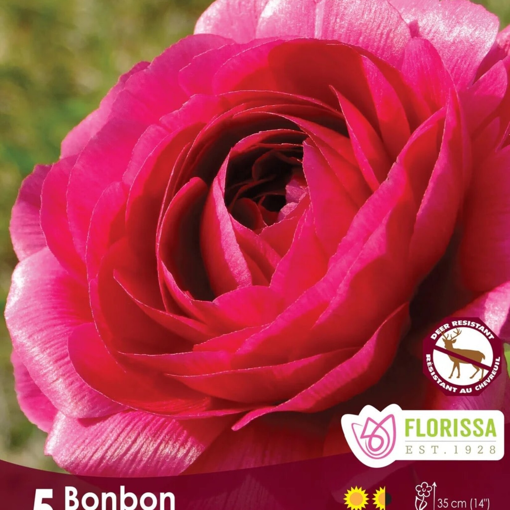 Van Noort Ranunculus Amandine Bonbon  Pkg.5