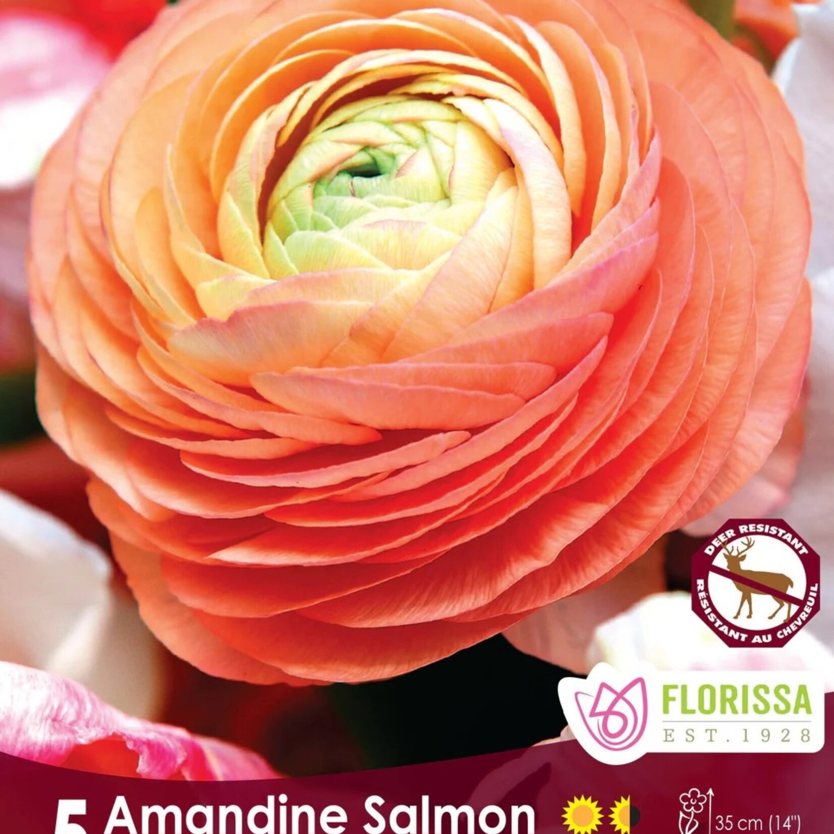 Van Noort Ranunculus  Amandine Salmon  Pkg.5