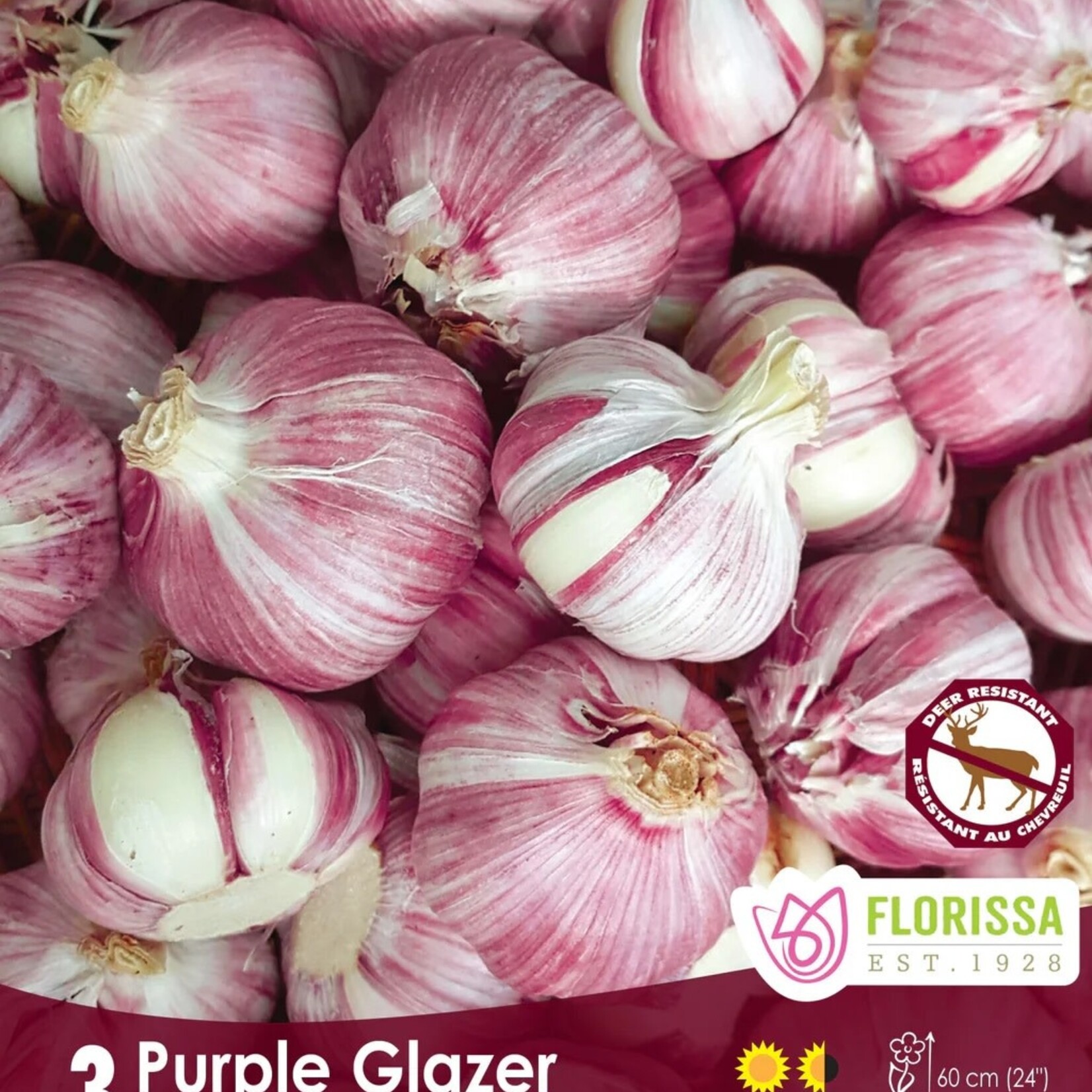 Van Noort GARLIC Purple Glazer Tops Pkg.3