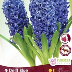 Van Noort PREP. HYACINTH Delft BluePkg.3