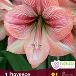 Van Noort AMARYLLIS Provence Pkg.1