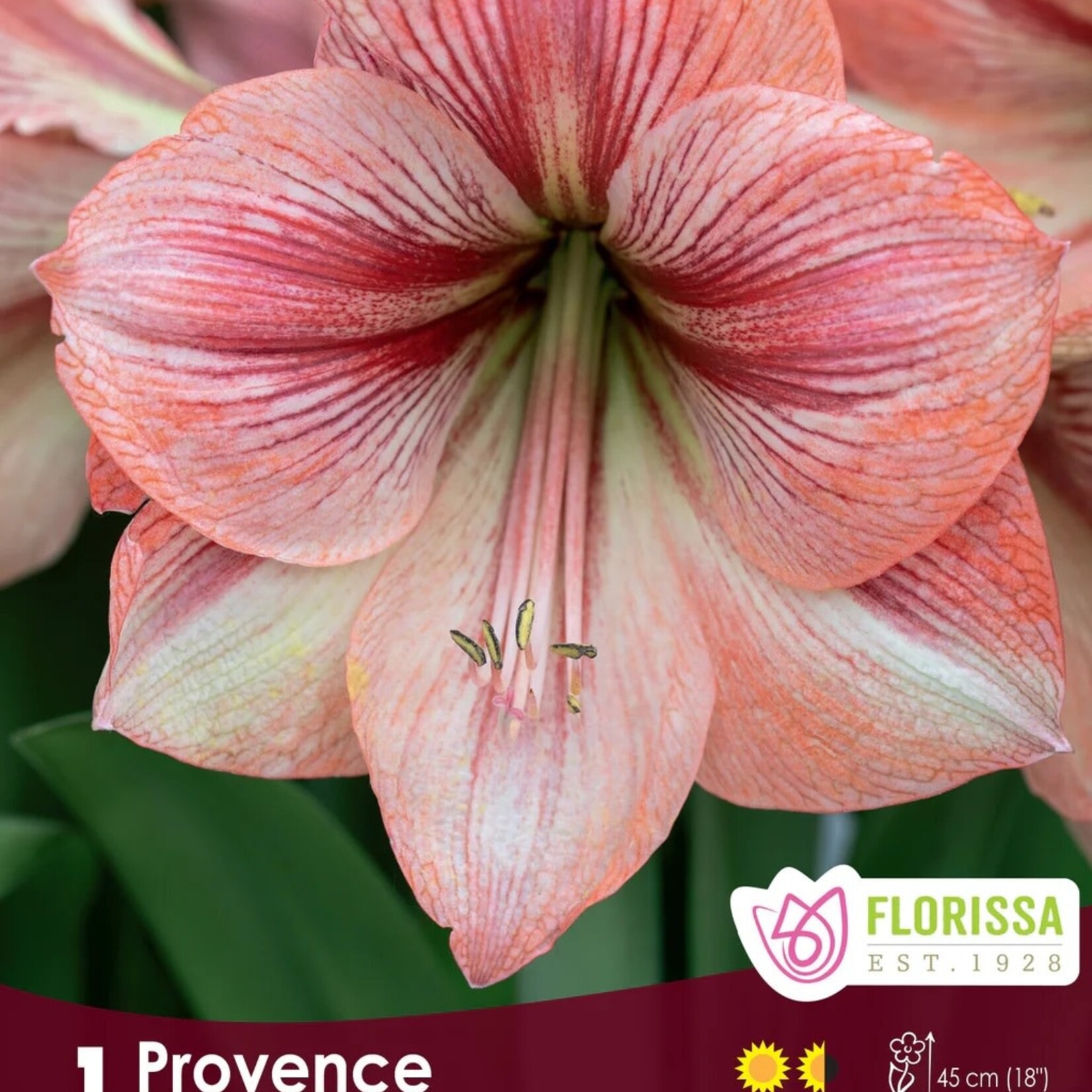 Van Noort AMARYLLIS Provence Pkg.1