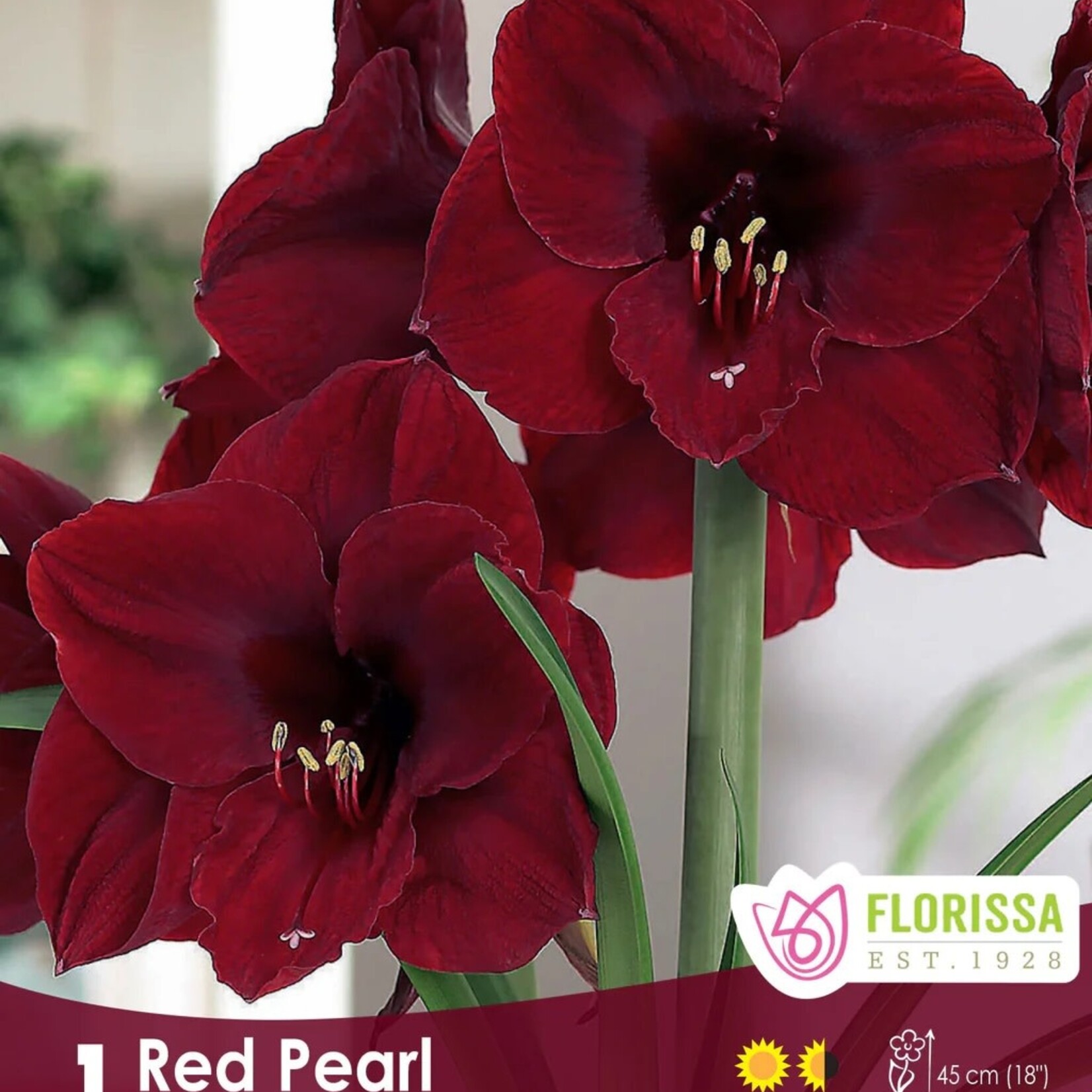 Van Noort AMARYLLIS Red Pearl Pkg.1