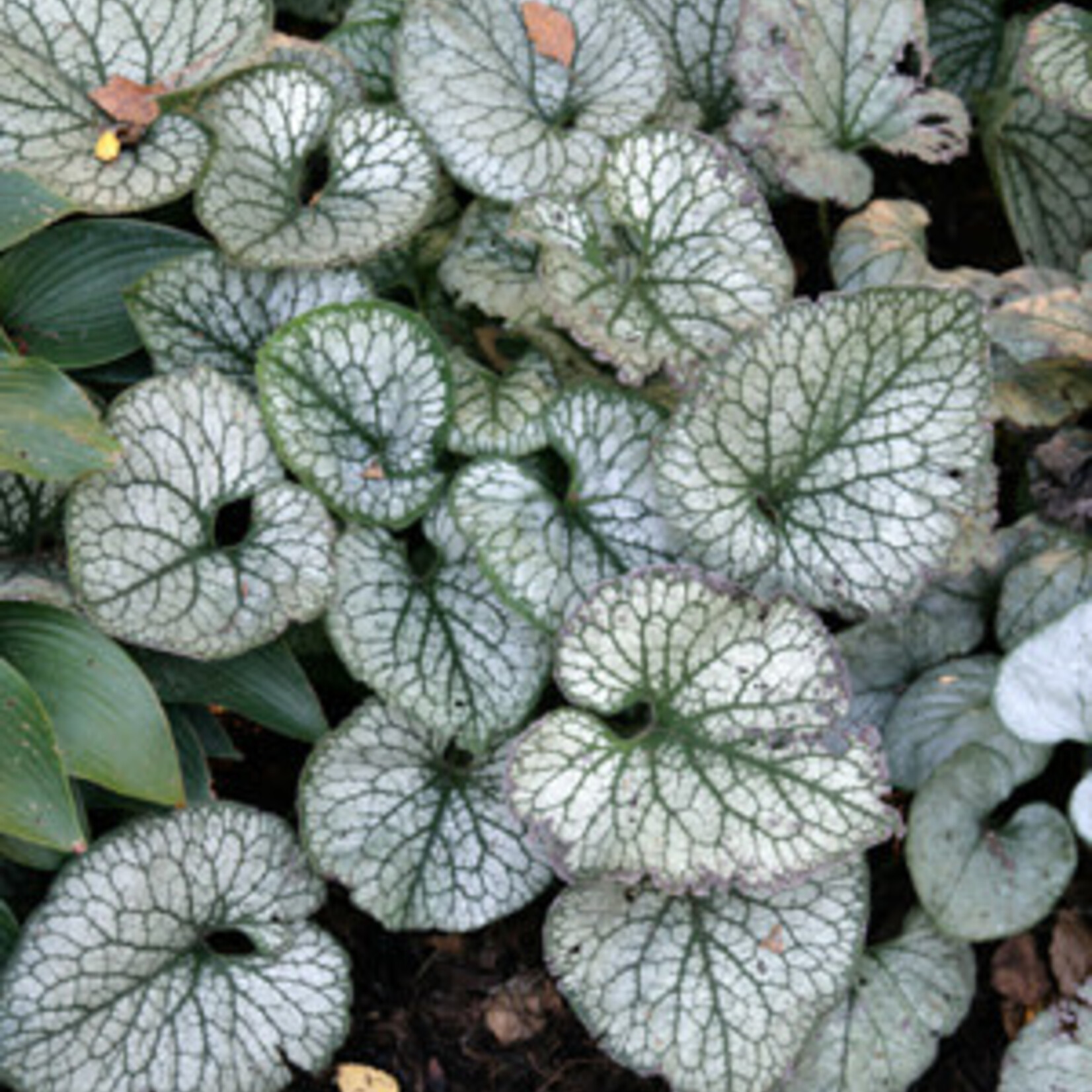 bugloss - Jack Frost 1G