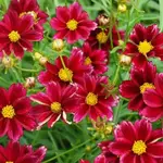 Coreopsis MERCURY RISING