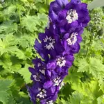 Delphinium MAGIC FOUNTAIN Dark Blue 1G