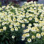 Echinacea Cara Mia Sands 1G