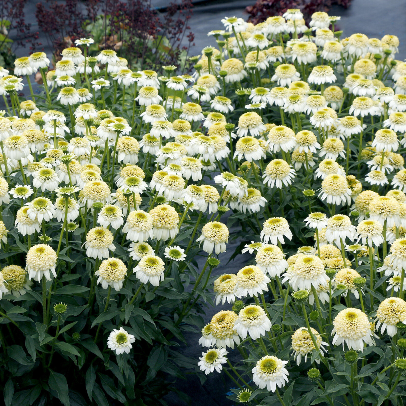 Echinacea CARA MIA SANDS 1G