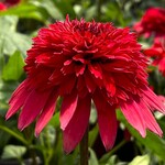 Echinacea - DOUBLE SCOOP™ STRAWBERRY DELUXE  1G