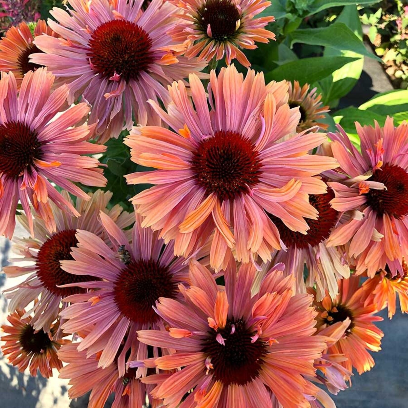 Echinacea FRESCO™ APRICOT 1Gal.