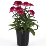Echinacea - DOUBLE SCOOP™ Watermelon 1G