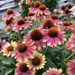 Echinacea KISMET PINK LEMONADE 1G