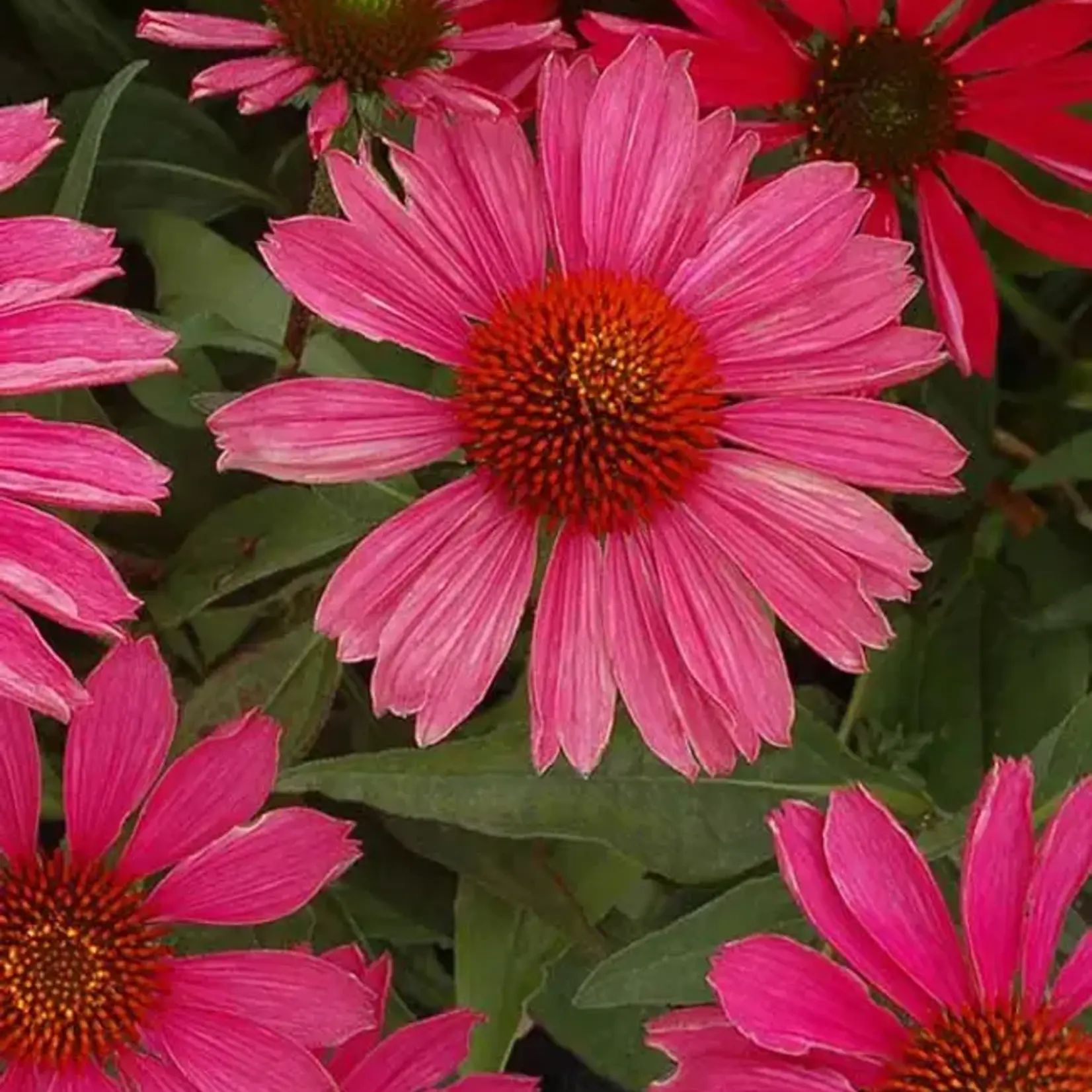Echinacea KISMET RASPBERRY 1G