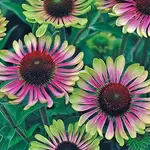Echinacea GREEN TWISTER 1G