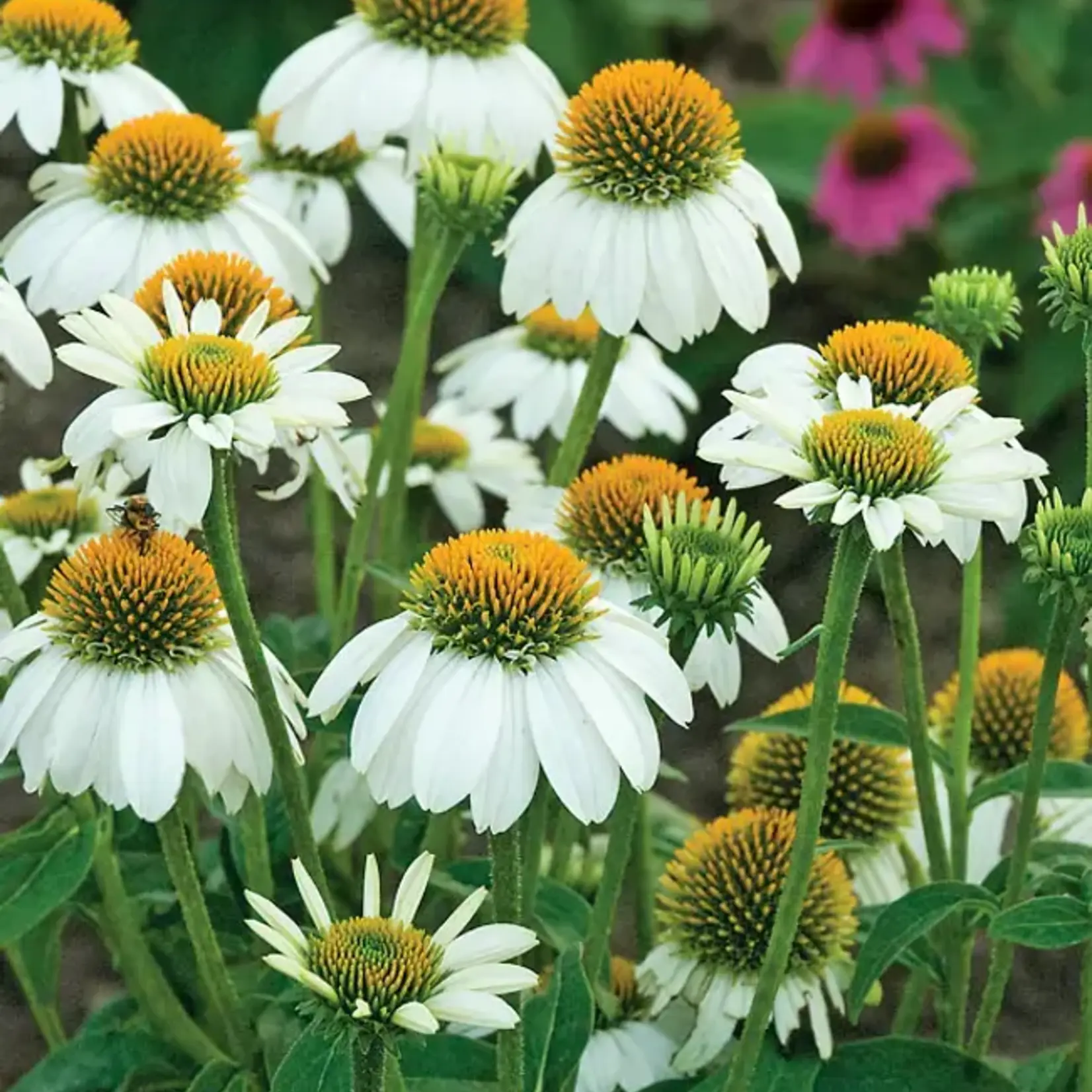 Echinacea purpurea POWWOW WHITE