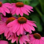 Echinacea purpurea POWWOW WILD BERRY