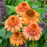 Echinacea SUPREME CANTALOUPE 1G