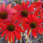 Echinacea Tomato Soup  1GAL