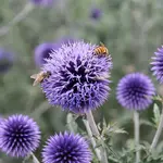 Globe Thistle  BLUE GLOW 1G