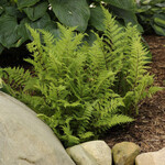 Fern Athyrium ff Lady in Red Fern 1G