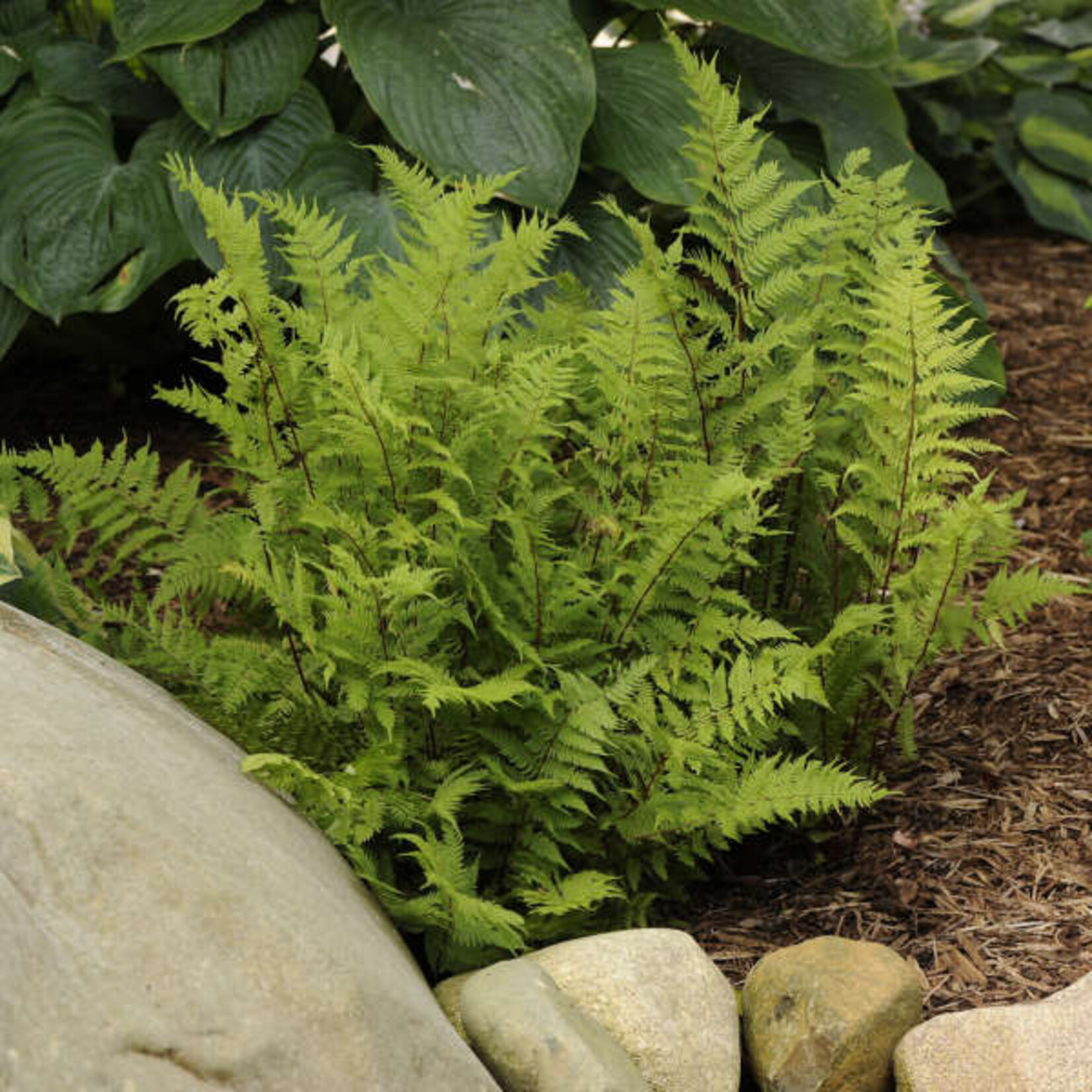 Fern Athyrium ff Lady in Red Fern 1G