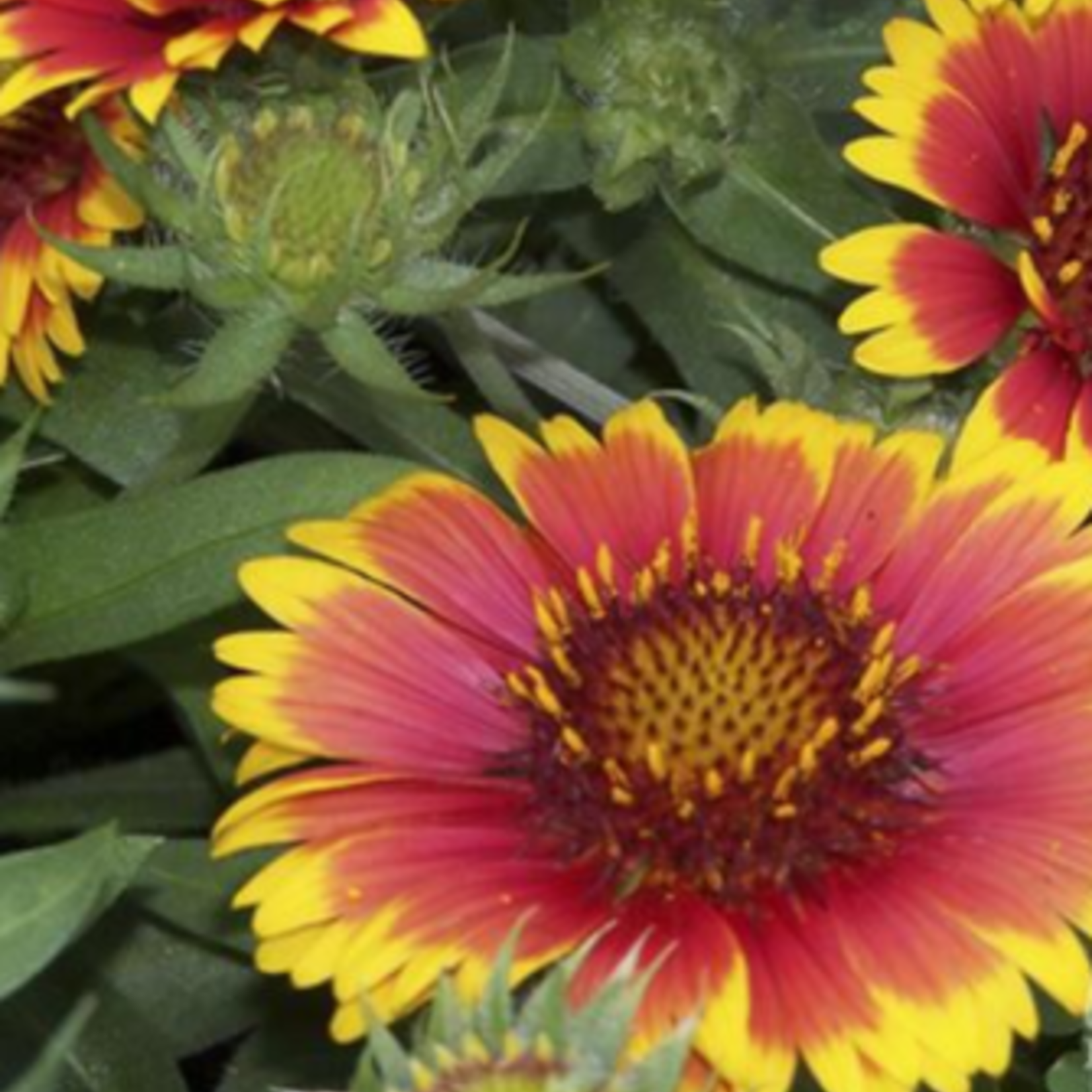 Gaillardia aristata Arizona Sun Blanket Flower 1G