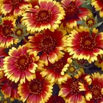 Gaillardia GOBLIN 1G