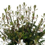Gaura - Monarch White 1G