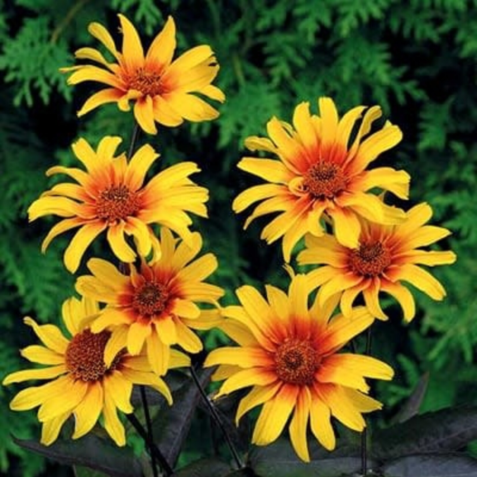 Heliopsis var scabra BURNING HEARTS Burning Hearts Ox Eye 1G