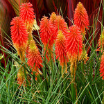 Kniphofia PAPAYA POPSICLE 1G