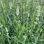 Lavander ELLAGANCE SNOW 1G
