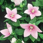 Balloon Flower  POP STAR PINK  1Gal.