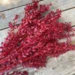 RED DRIED RUSCUS