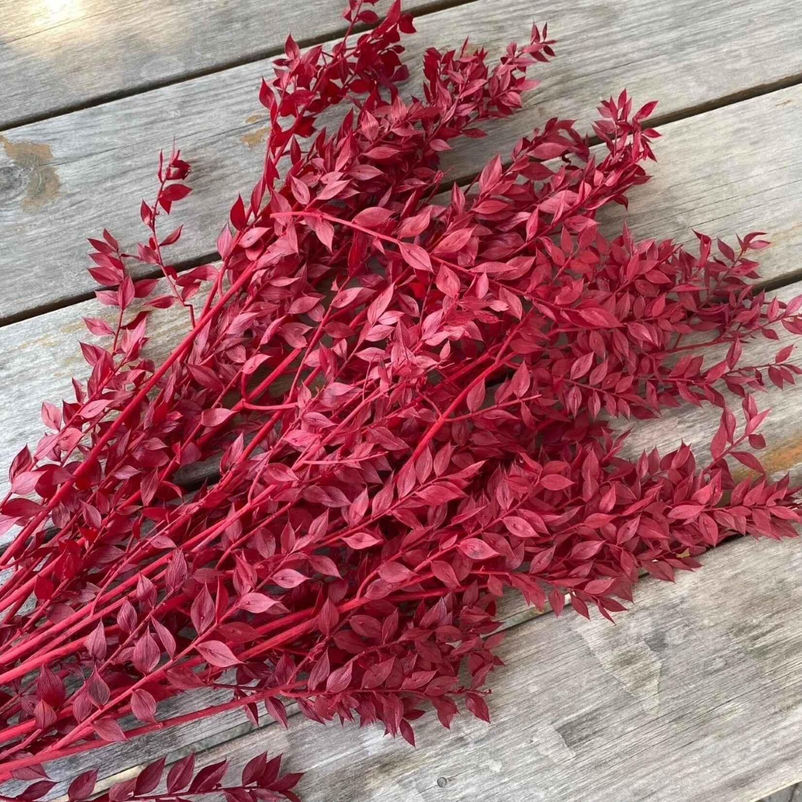 RED DRIED RUSCUS