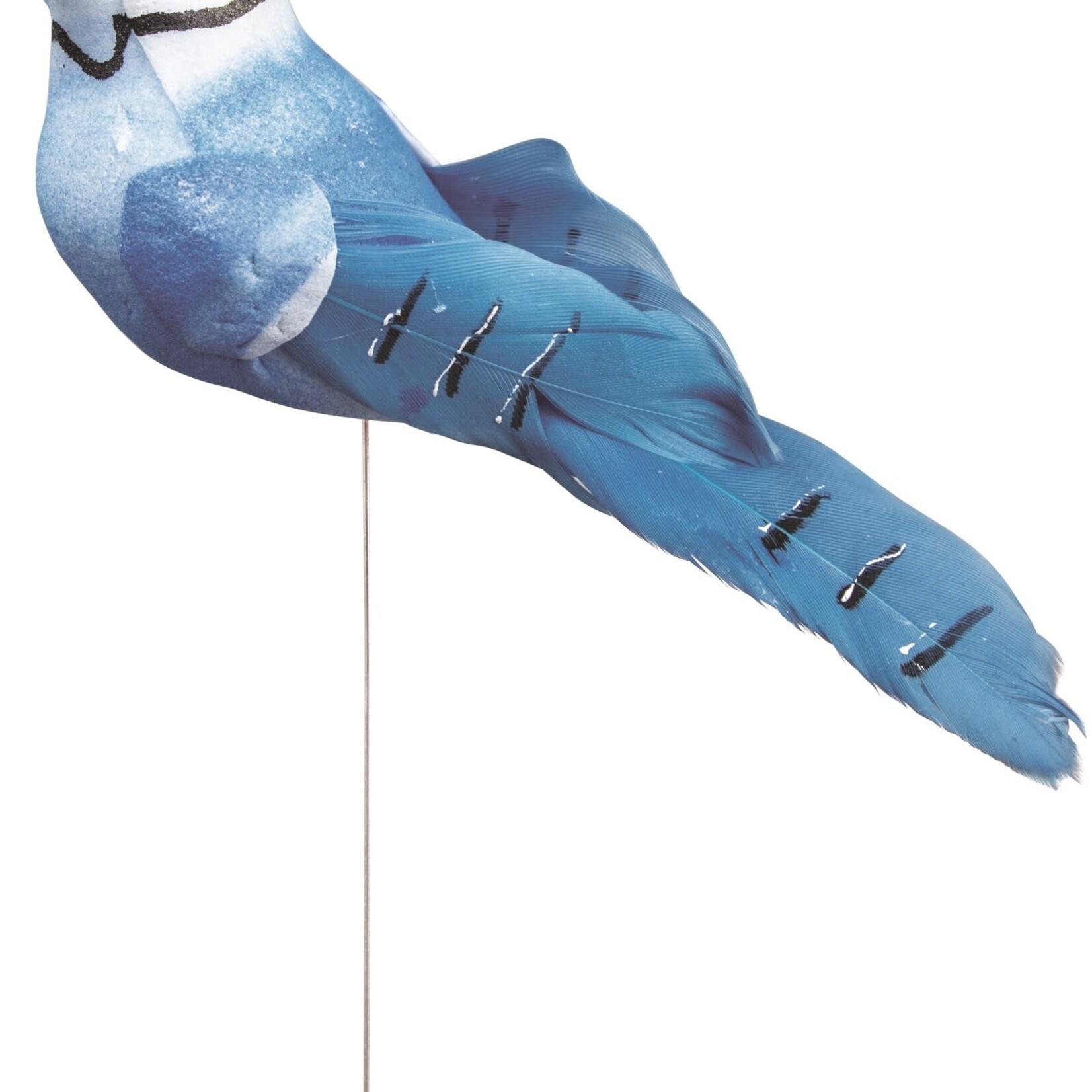 BLue Jays ON Wire Pick