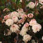 Proven Winner Ninebark Tiny Wine PW 2G