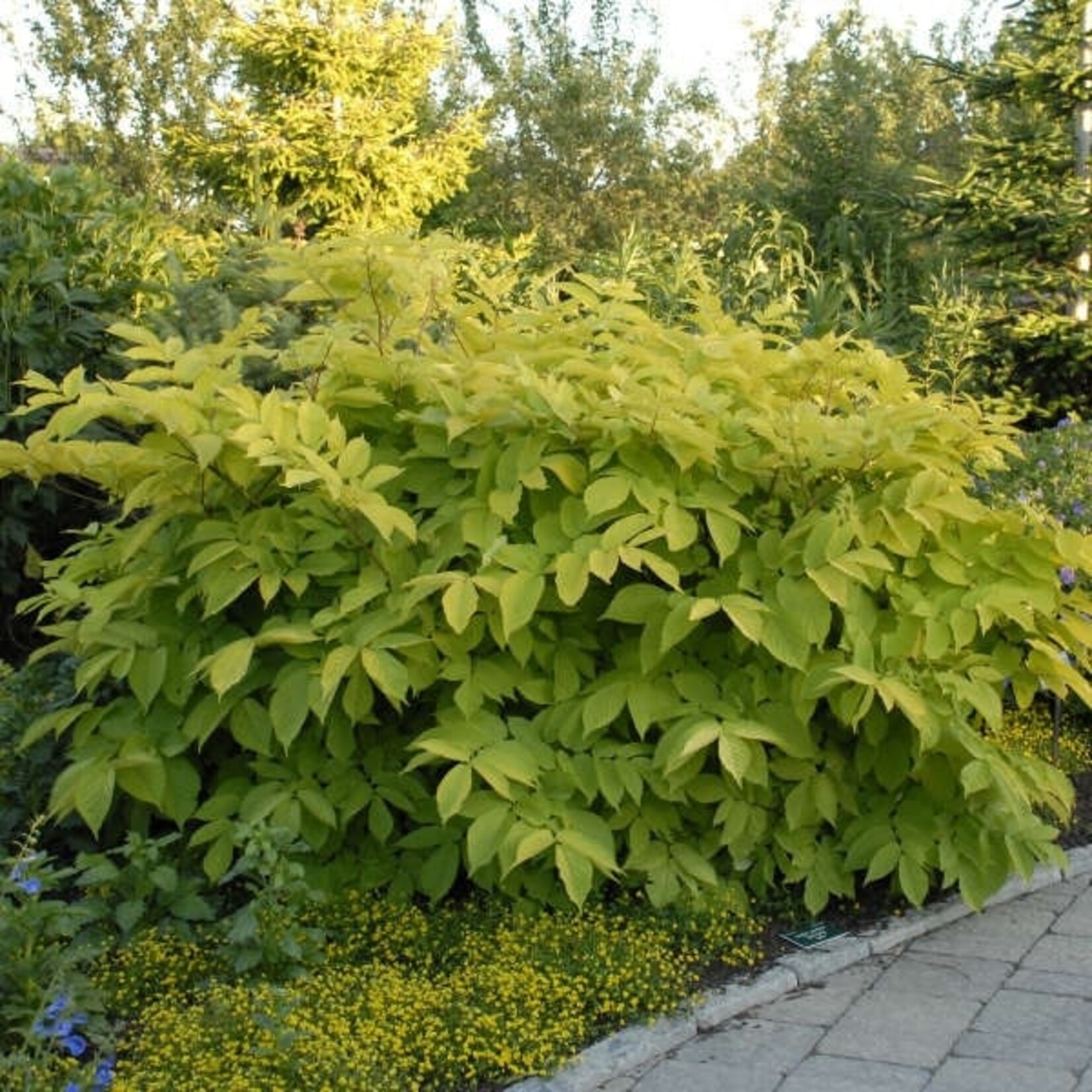 Aralia c  Sun King Spikenard 1G