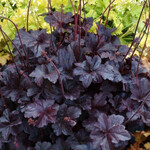 Coral Bells - Obsidian 1G