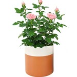 2-TONE  Ceramic Pot