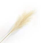 SPRAY PAMPAS GRASS 43" IVORY