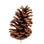 Large Natural Pinecone -Single