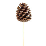 Pinecone Natural Small- single