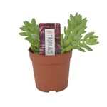 Tiny Donkey Tail 3"