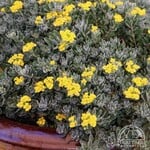 Alyssum Golden Spring 9cm