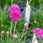 Sea Thrift Dusseldorf Pride 9cm