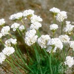 Sea Thrift Maritima Alba 9cm