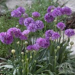 Sea Thrift Ballerina Lilac 11cm