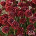 Sea Thrift - Ballerina Red 11cm