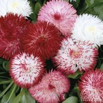 English Daisy Habanera mixture 9cm